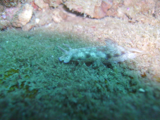 Eine Nudibranch = Schnecke.