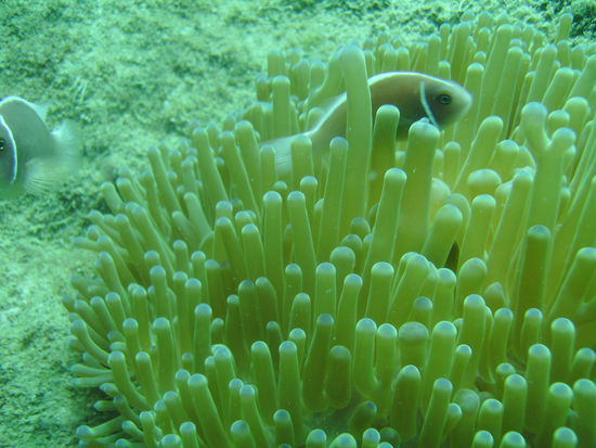 Fisch in einer Anemone.