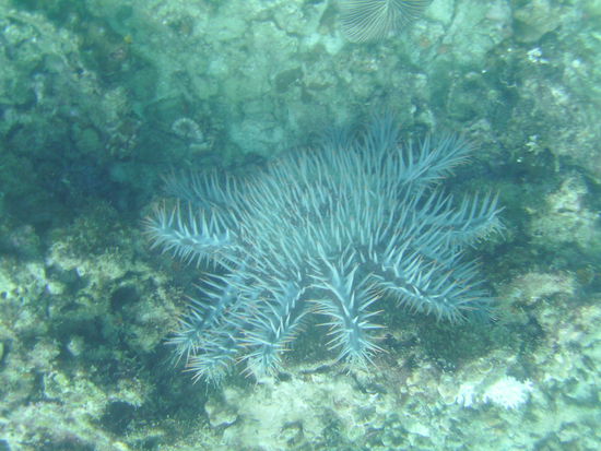 Crown of thorns starfish.