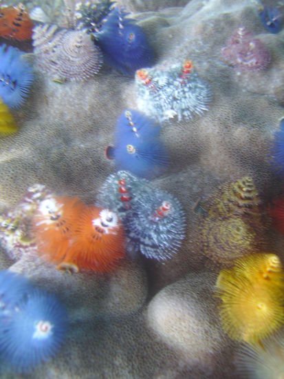 Christmas tree worms.