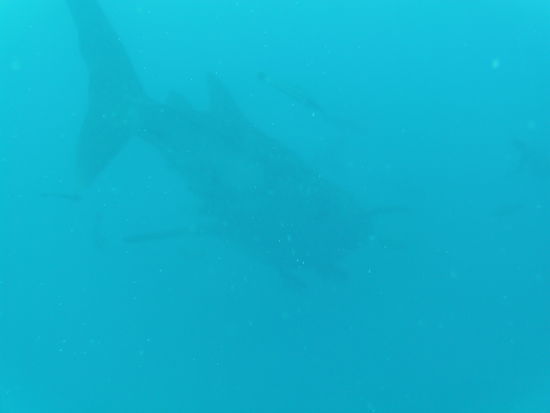 Hier ist er, ein noch "kleiner" ca. 4m grosser Walhai. Leider war ich die Einzige mit Kamera und die Sicht war auch net die Beste, sodass dies mein bestes Bild ist. Aber man erkennt ihn.