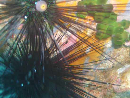 Ein Seeigel. Es sieht aus als haette er ein Auge und wenn man genau hinschaut, blinkt und glitzert er.