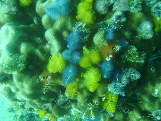 Nochmal Christmas tree worms.