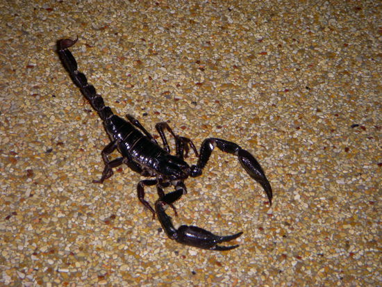 Dieser Scorpion ist uns abends ueber den Weg gelaufen.