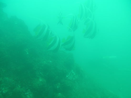 Longfin Bannerfishes.