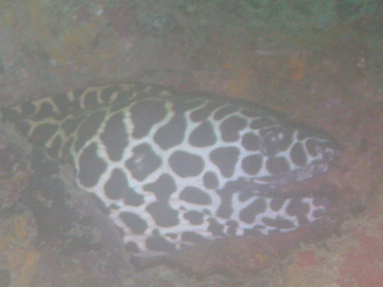 Eine Netzmuraene...
