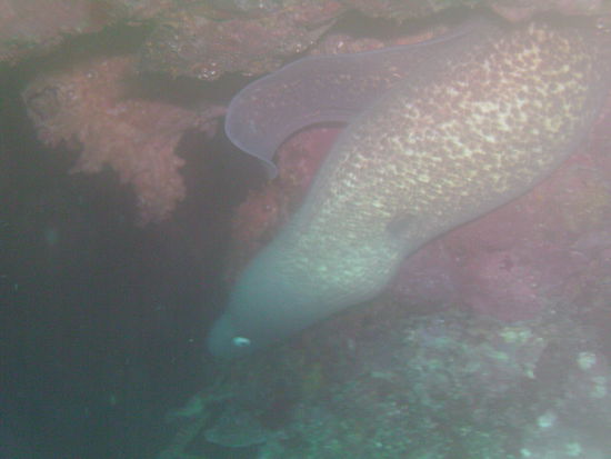 Eine Goldstaubmuraene.