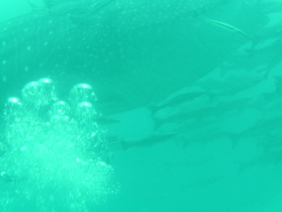 Und hier ist er nun...