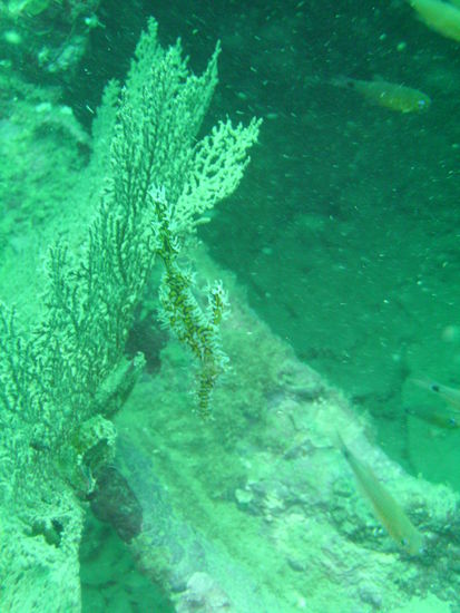 Wieder ein Geisterfisch.