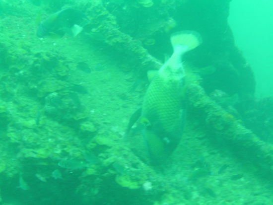 Riesiger Triggerfisch, vor denen man sich in Acht nehmen muss, denn sie greifen einen an und beissen einen, wenn man in ihr Revier schwimmt!