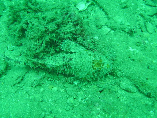 Ein Drachenkopffisch.