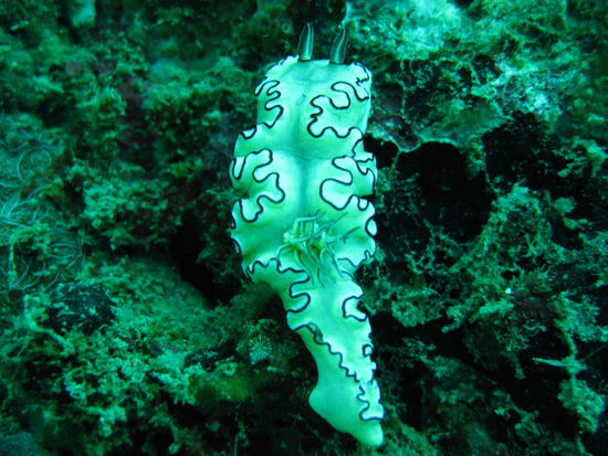 Eine Nudibranch.