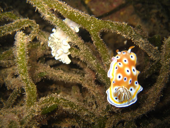 Zwei Nudibranches.