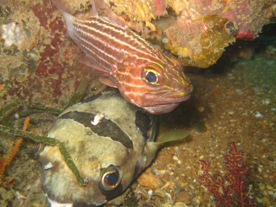 ...und nochmal in Gesellschaft.