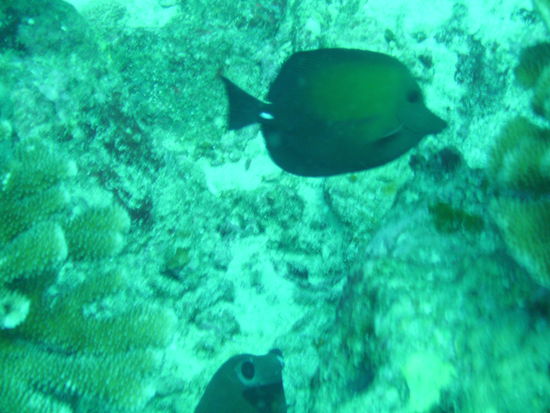 Ich glaub das ist ein Doktorfisch.