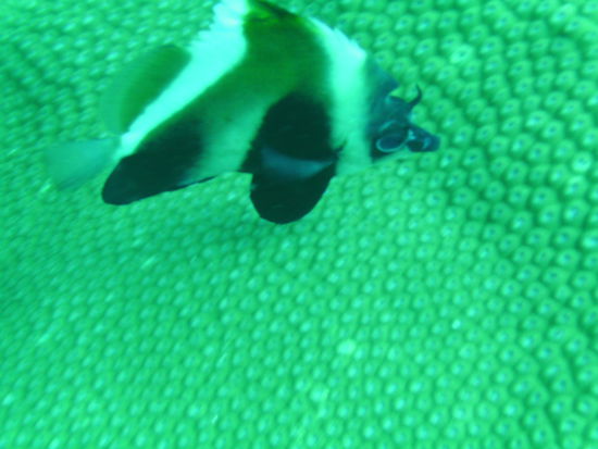 Und den wuerde ich in die Familie der Butterflyfische stecken, bin mir aber net ganz sicher.