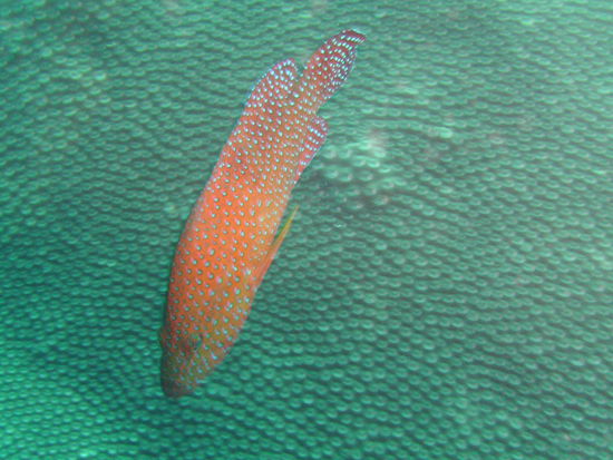 Ein Juwelen Zackenbarsch.