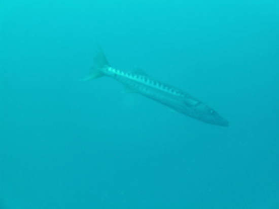 Ein Barrakuda.