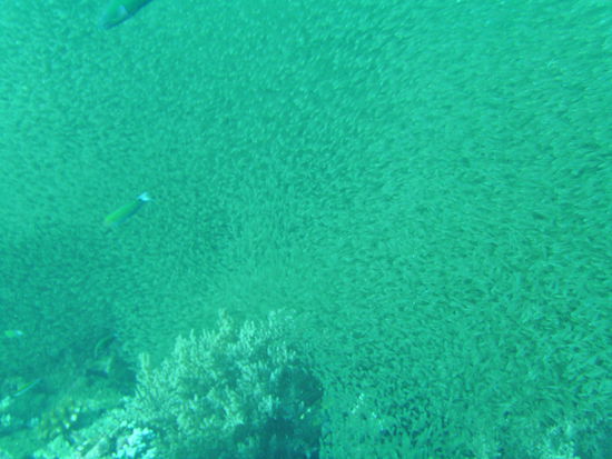 Alles kleine Fische!