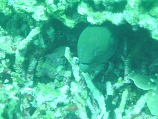 Wieder mal eine Muraene.