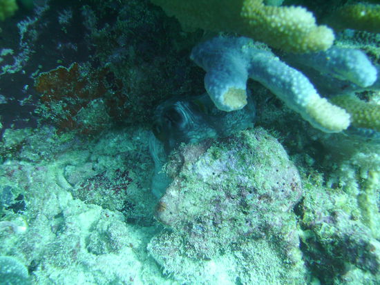 Hier versteckt sich ein kleiner Octopus, der sich so gut tarnt, dass man ihn nicht erkennt, wenn man es nicht weiss.