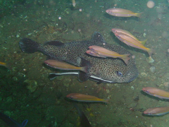 Kugelfisch mit Putzerlippenfisch.