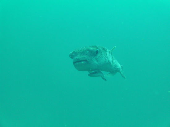 Sieht ein bisschen aus wie ET, oder?