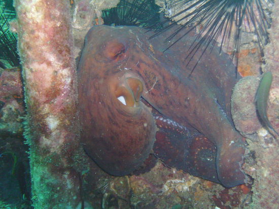 Ein Octopus am Wrack...