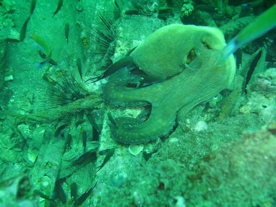 ...wechselt seine Farbe zur Tarnung.