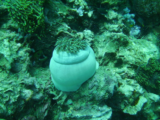 Seht ihr die Muräne?