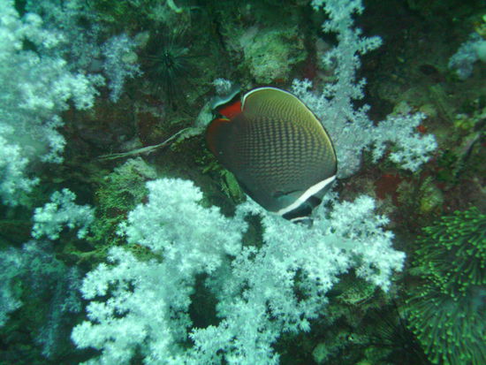 Ein Butterflyfisch.