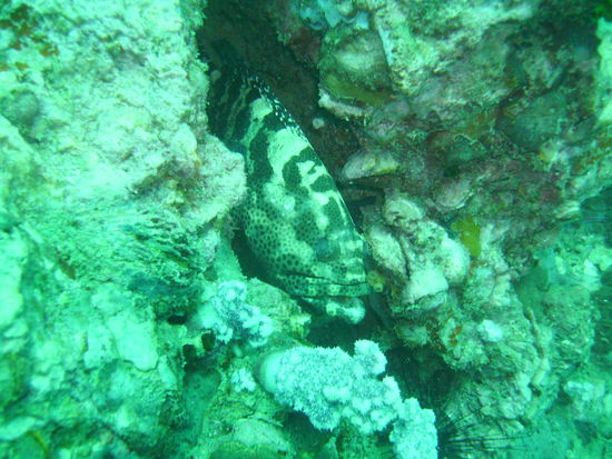 Ein Tiger-Zackenbarsch.