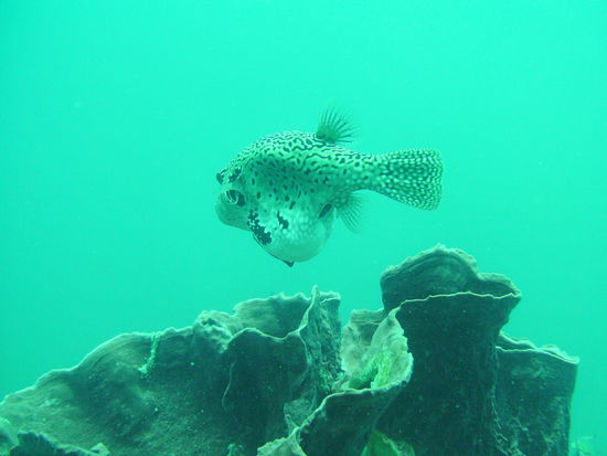 Ein Kugelfisch mit Steinen im Bauch!