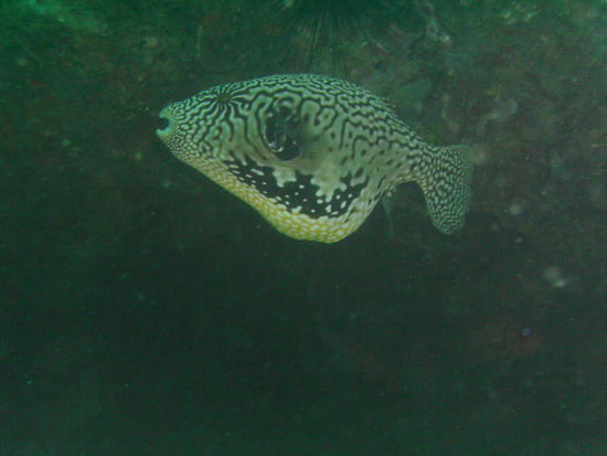 Ein anderer Kugelfisch mit Steinen im Bauch.