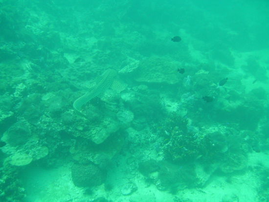 Da schwimmt der erste Leopardenhai am Shark Point.