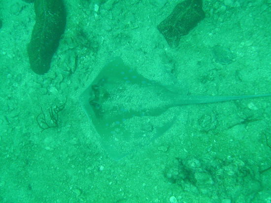 Ein Blaupunktrochen halb eingebuddelt im Sand...