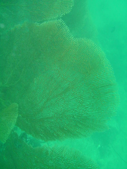 Eine Faecherkoralle.