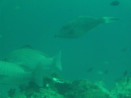 Ein Scribbled Filefish.