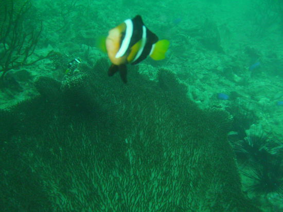 Ein False Clown Anemonefish.