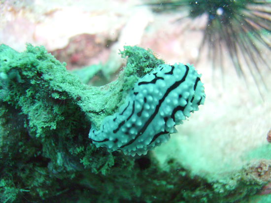 Eine Nudibranch.