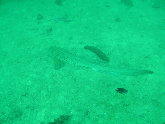 Hier begegneten wir unserem zweiten Leopardehai, welcher schlafend auf dem Grund liegt.