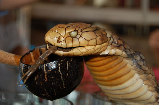 Brrrr, bei dem Anblick der Kobra im Schnaps schauderte es uns und wir haben dankend abgelehnt ein Schluck zu probieren 