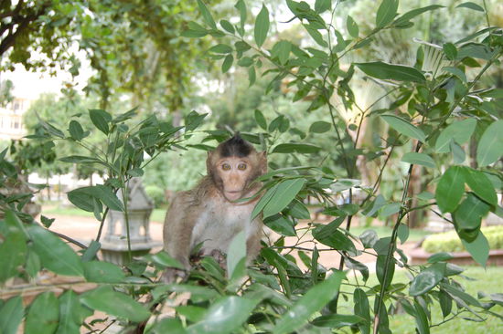 ...im Baum sitzend...