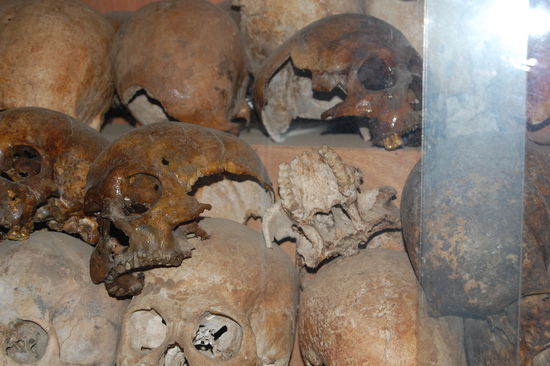 Totenschädel werden in Vitrinen ausgestellt.