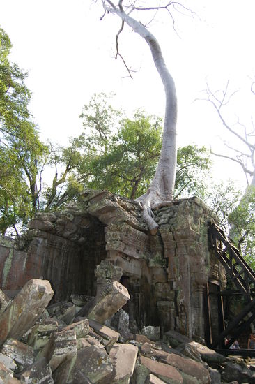 Ta Prohm ist wirklich sehr beeindruckend und wir fragen uns, wie diese riesigen Bäume einfach so auf den Gebäuden wachsen können und vor allem stehen bleiben!?