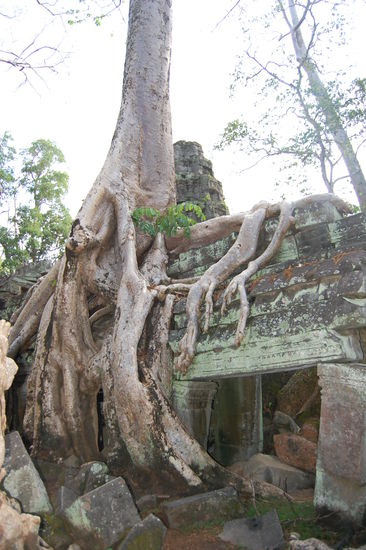 Die Pflanzen verschlingen regelrecht die Gebäude.