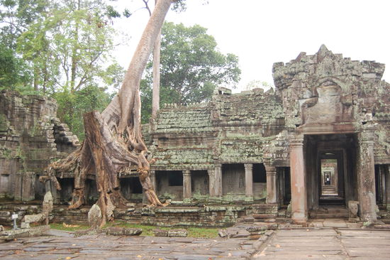 Der Ahnentempel Preah Khan war früher Zentrum einer Kloster- und Universitätsstadt und ist heute auch von Kapokbäumen überwachsen.