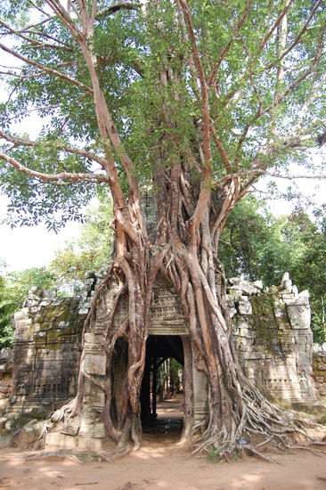 Hier der Gesichterturm überwuchert von einer Würgefeige.