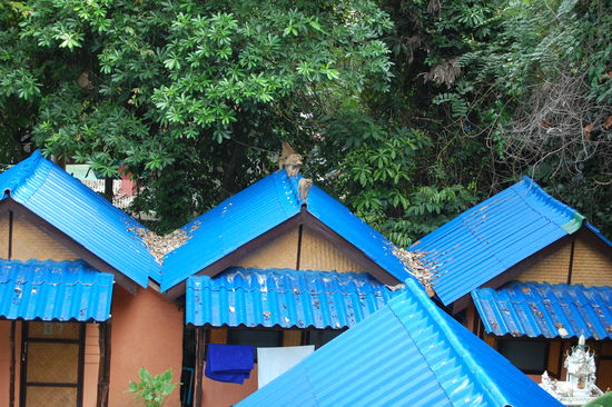 Über die Dächer der Nachbarhütten springen Affen.