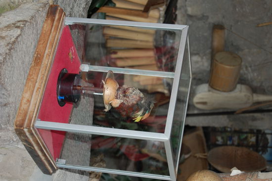 Die ist ein noch echter Kinderkopf. Frueher haben die Ureinwohner von Ecuador die Koepfe ihrer Opfer so "verarbeitet". Details des Vorgangs ersparen wir euch. Einfach nur grausam. Aber heute machen sie sowas nicht mehr.